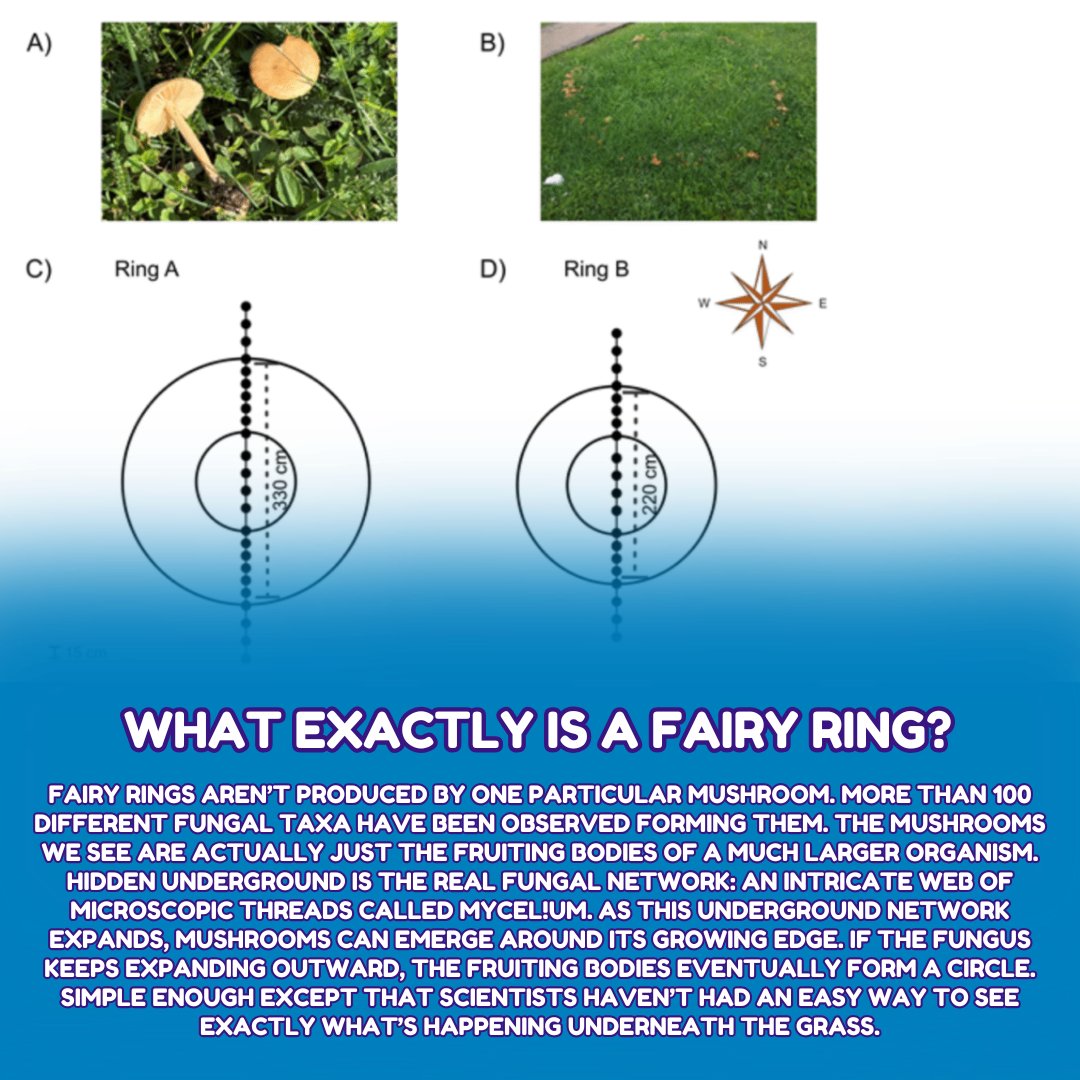 shrooma011's tweet photo. Folklore called them elf circles, and science calls them one very patient organism. Have you ever come across one in the wild? Why do mushrooms grow in mysterious fairy rings? Swipe left to learn more!
#mushroom #fungus #Mycelium #MushroomFacts #Fungi https://t.co/kKWPa3bZwo