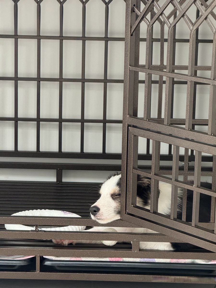 Manshinga's tweet photo. My little pup just hit 6 months old! From a wobbly furball to a cheeky running buddy—can’t get enough of these tiny, exciting growth moments https://t.co/bjCbBfedMM
