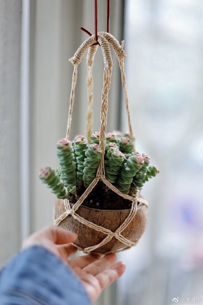 csegroves76's tweet photo. Just finished this macramé plant hanger using cotton cord and basic knots—my window now has the coziest little green corner! Who else loves slow weekend craft projects， https://t.co/RJd2tR7gCR