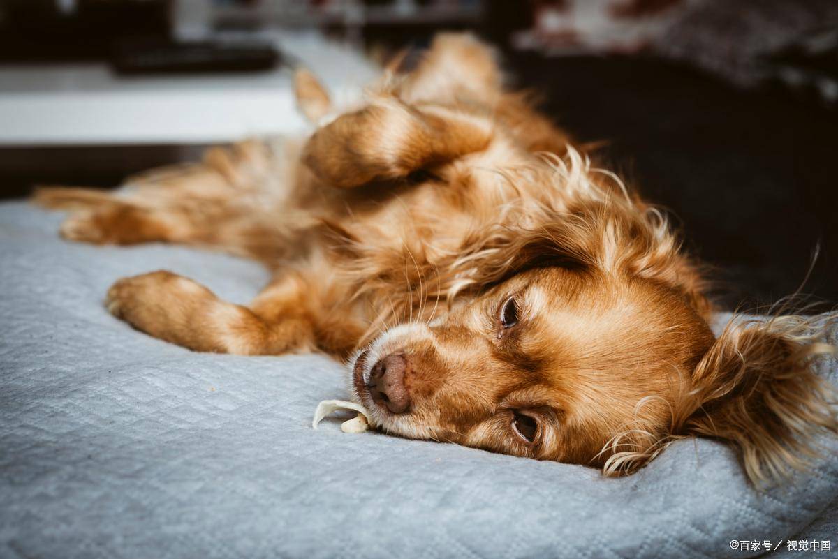 2009Yh's tweet photo. My senior dog, Mochi, just curled up on my lap for a 2-hour nap—the quiet, warm kind of companionship that makes every busy week feel worth it , https://t.co/a9BafkHhQy