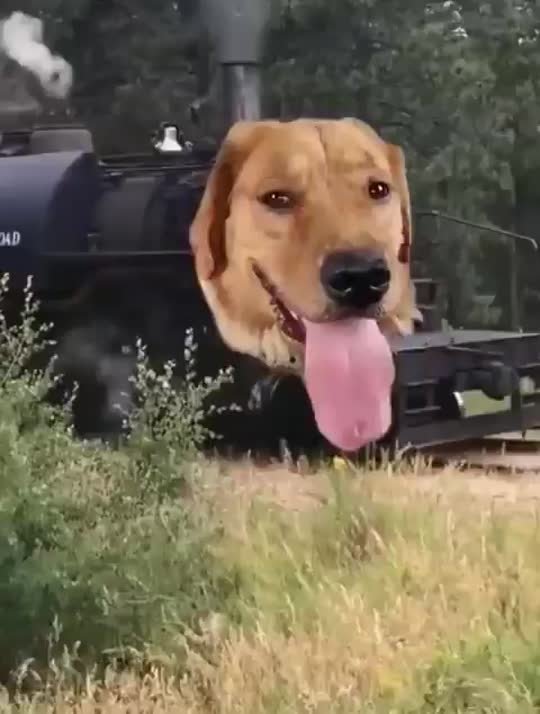 TrainDogMaps's tweet photo. Fair criticism. This visual pushed the AI side further than usual.

Our goal is actually the opposite of replacing the original TrainDog. We want to keep TrainDog alive, traveling and evolving indefinitely, and we're already making that happen.

The original meme is still at the heart of https://t.co/XGcRLEOA77, including the Front View, and it remains part of our posts.

We're building a world around TrainDog, not replacing what made him special.

Appreciate you calling it out. 🐶🚂