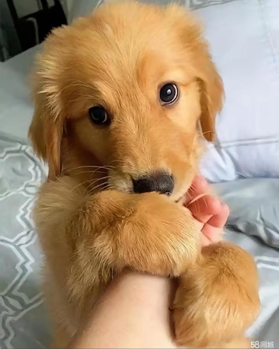 saching66489930's tweet photo. My little pup just hit his 6-month mark! Watching him go from wobbly peanut to this energetic furball makes every morning wake-up call so worth it https://t.co/3yumIaILGl