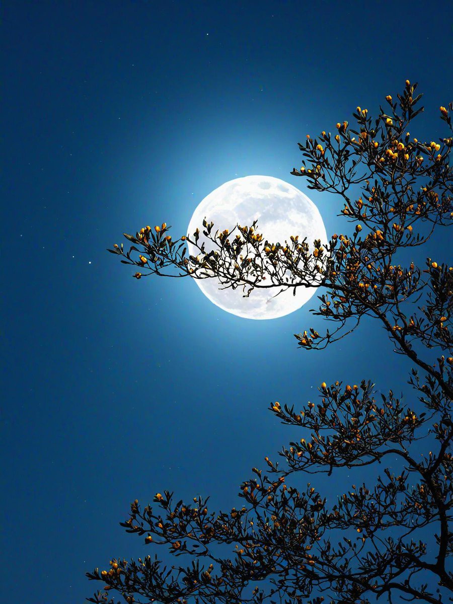 Alaareda56's tweet photo. [Today’s moon is round u0026 bright—happy Mid-Autumn Festival to everyone celebrating! May your night be filled with sweet tea, soft mooncakes, and warm company.] https://t.co/18yLwC41ue