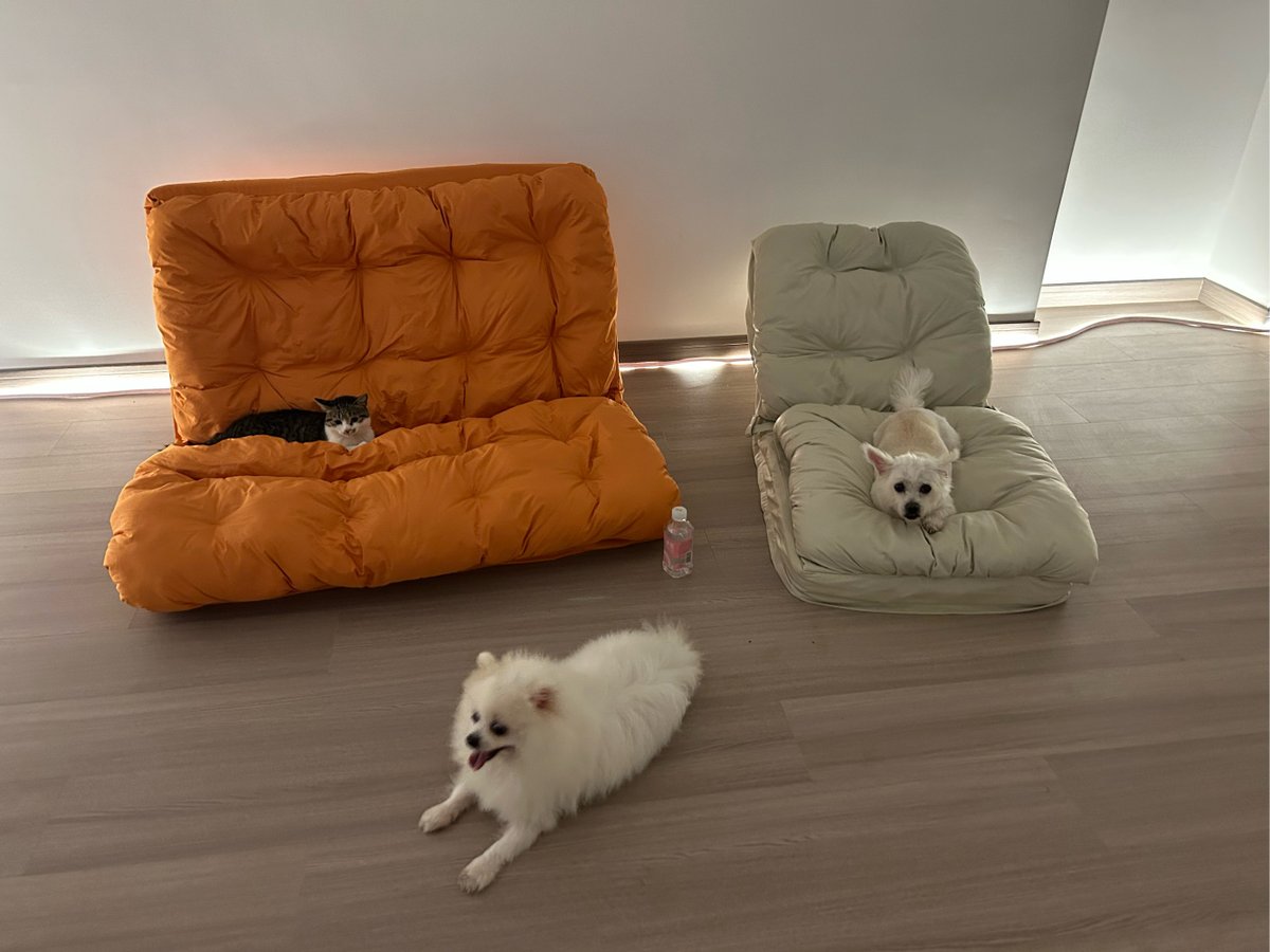 Paul30840602's tweet photo. Nothing beats a lazy Sunday cuddling with your furry best friend  Warm furs, gentle purrs (or tail wags) make every small moment perfect.， https://t.co/iZw4B0s3T3