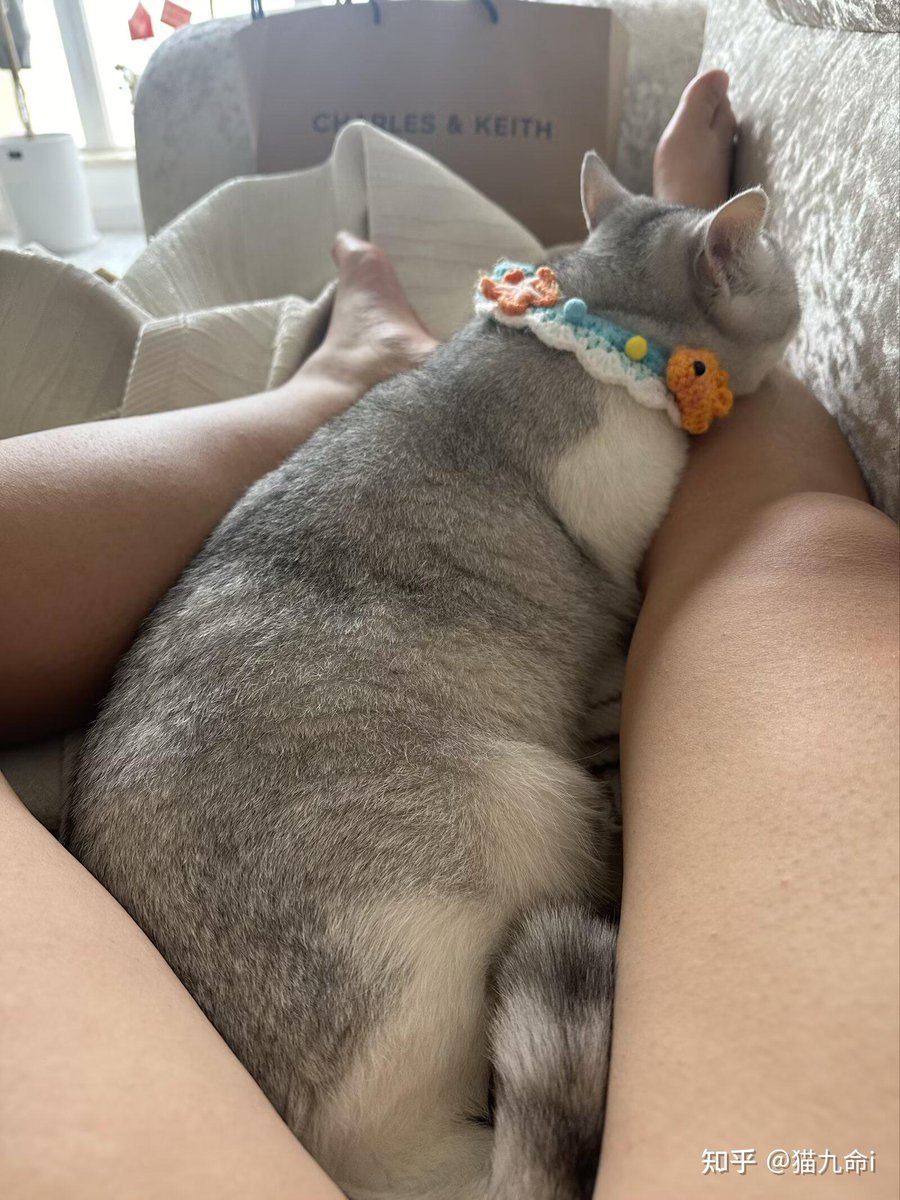 rubelym's tweet photo. Every woof, purr, and snuggle from my fur baby makes my mundane day feel like a warm, cozy gift.  #PetLove https://t.co/swoudBAQ48