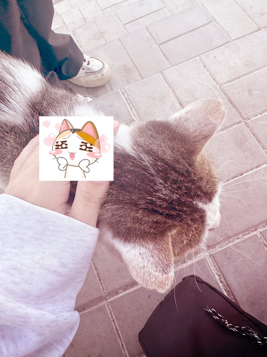 anXoii3's tweet photo. мяу ^ω^ https://t.co/5sfcfzoGUm