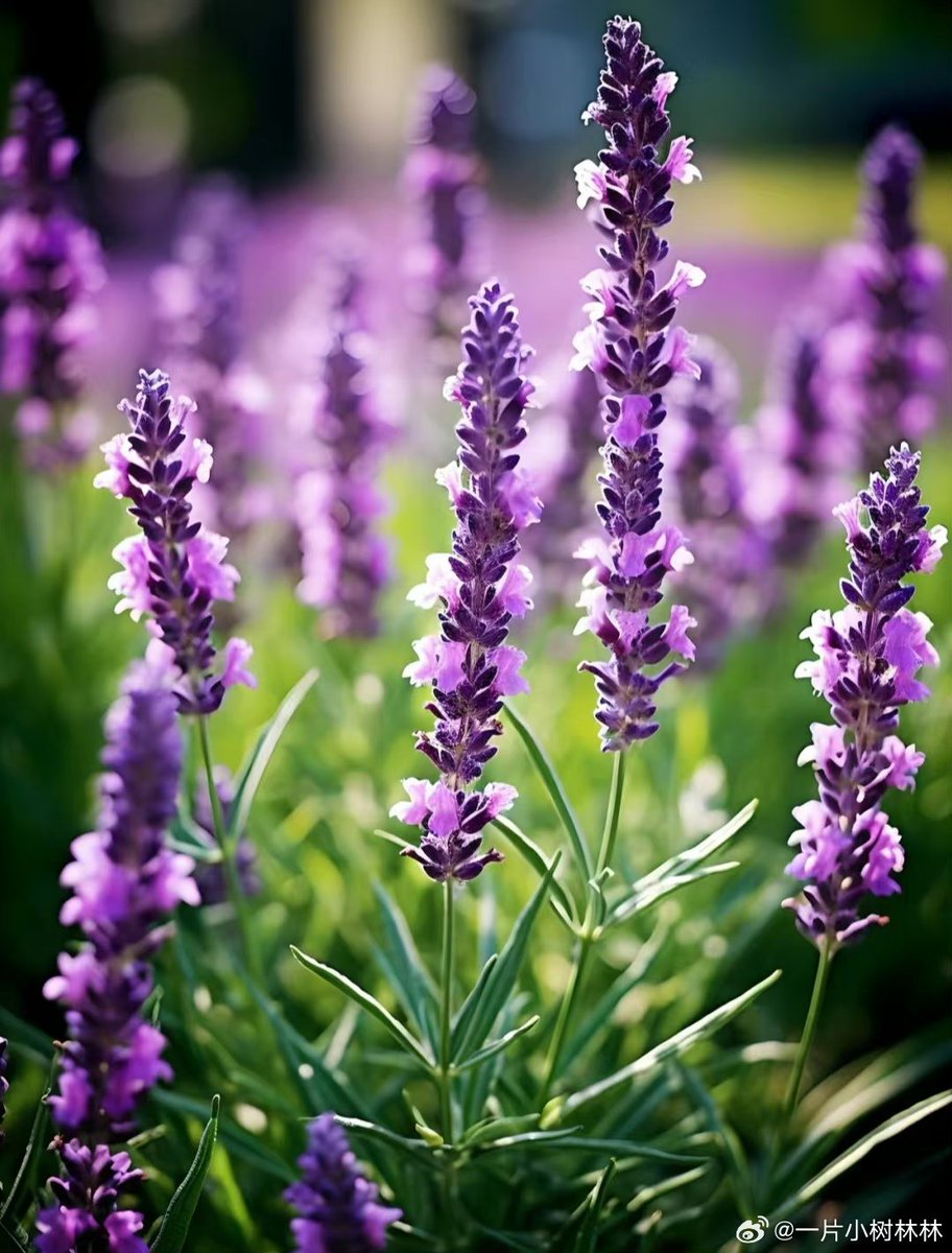 hussamhabeb123's tweet photo. Tried coffee infused with lavender honey today—game changer for my morning routine! Soft floral notes + rich brew = pure bliss. https://t.co/SYlo9rzwhU