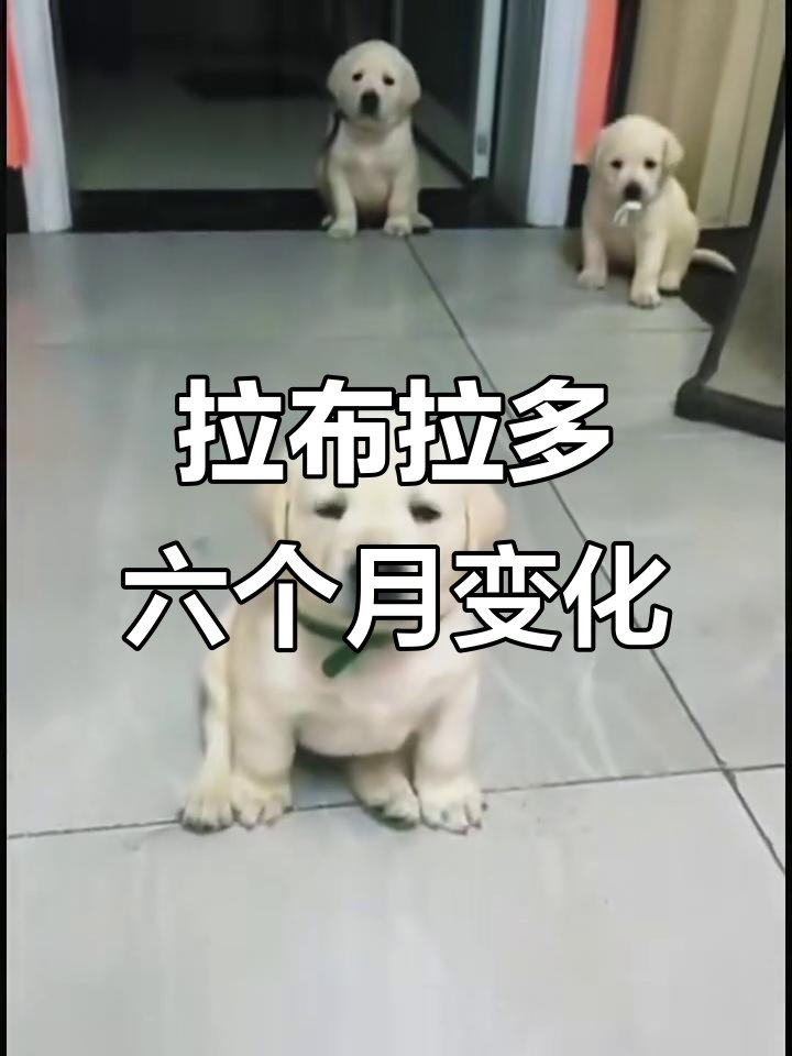 shamanewalker13's tweet photo. [My little pup went from wobbly tiny furball to zooming chaos gremlin in just 6 months—love every silly growth step ]， https://t.co/6sTSkL2Tj7