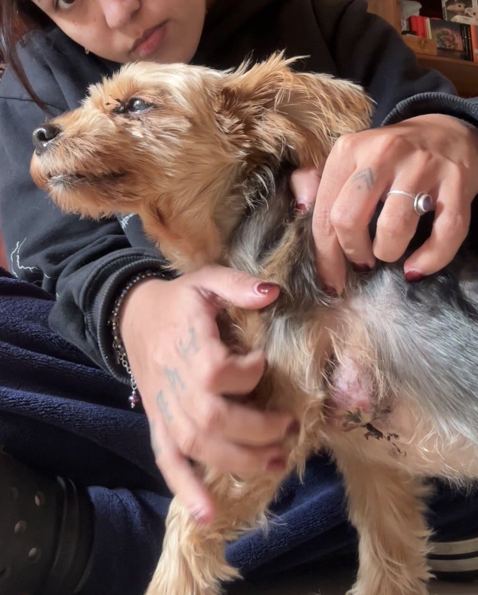 tamararamirzz's tweet photo. soy Maggie y necesito tu ayuda 🐾 
El viernes 14/8 me hicieron mi primera quimio y no la tomé nada bien. Quedé internada el 18/8.
Mi mamá necesita ayuda con los gastos de internación + medicamentos 

ALIAS
tamararamirz 
MERCADO PAGO

($70.000 cada día de internación) https://t.co/8FCo9UXEm2