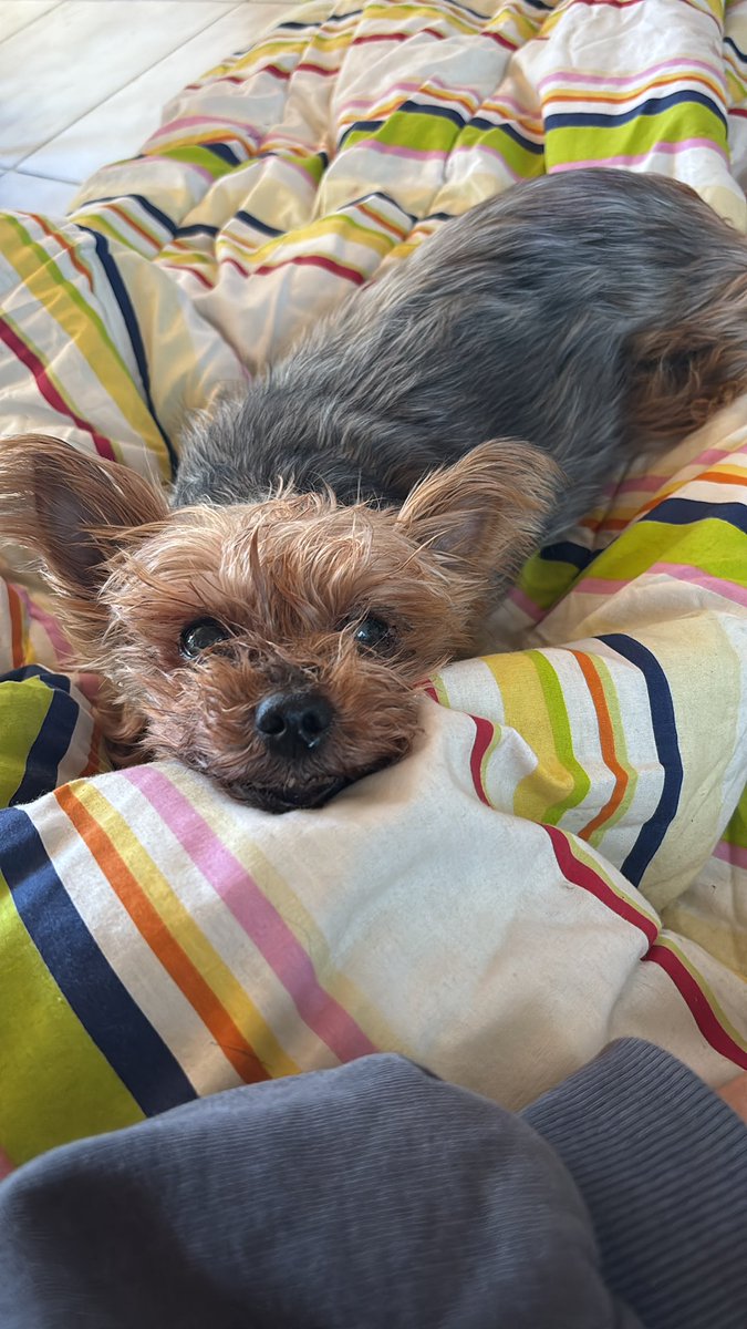tamararamirzz's tweet photo. soy Maggie y necesito tu ayuda 🐾 
El viernes 14/8 me hicieron mi primera quimio y no la tomé nada bien. Quedé internada el 18/8.
Mi mamá necesita ayuda con los gastos de internación + medicamentos 

ALIAS
tamararamirz 
MERCADO PAGO

($70.000 cada día de internación) https://t.co/8FCo9UXEm2