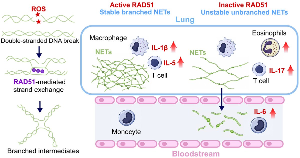 RAD51 stabilizes neutrophil extracellular traps to compartmentalize  inflammation @ScienceMagazine @VeniPap @TheCrick 🇬🇧  https://t.co/Y1nHqT3HnV (via x.com)