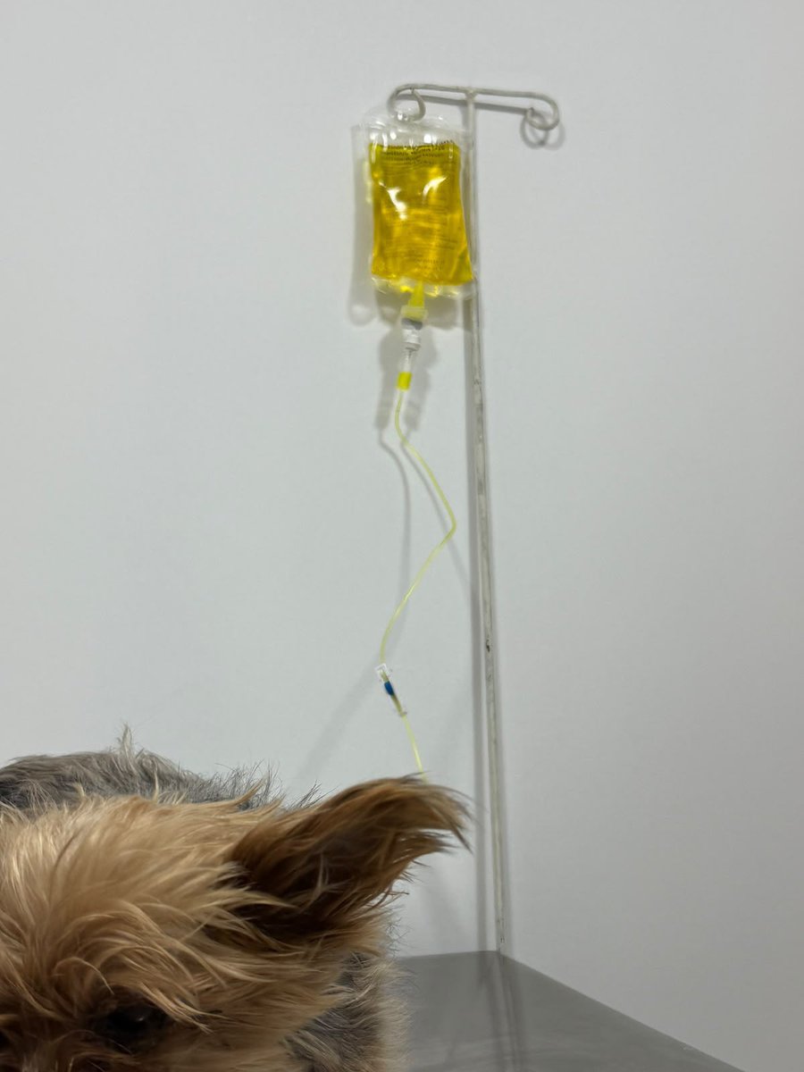 tamararamirzz's tweet photo. soy Maggie y necesito tu ayuda 🐾 
El viernes 14/8 me hicieron mi primera quimio y no la tomé nada bien. Quedé internada el 18/8.
Mi mamá necesita ayuda con los gastos de internación + medicamentos 

ALIAS
tamararamirz 
MERCADO PAGO

($70.000 cada día de internación) https://t.co/8FCo9UXEm2