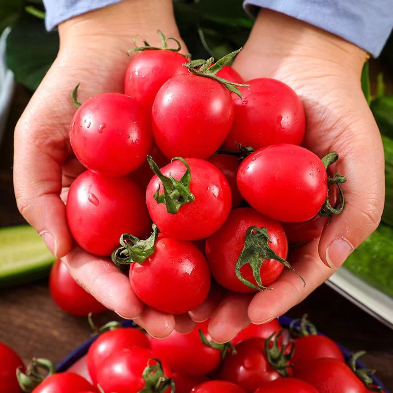 cinfuk's tweet photo. This sun-ripened cherry tomato from the local farm is juicy, slightly sweet, and bursting with fresh flavor—perfect for a quick salad or snack!， https://t.co/GOBebqbNcX