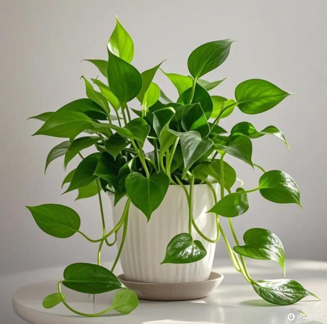 Sam60390126's tweet photo. Keep your pothos happy: place in bright indirect light, water when top 2 inches of soil dry out, and wipe leaves to dust! https://t.co/WCVrWdhyXE