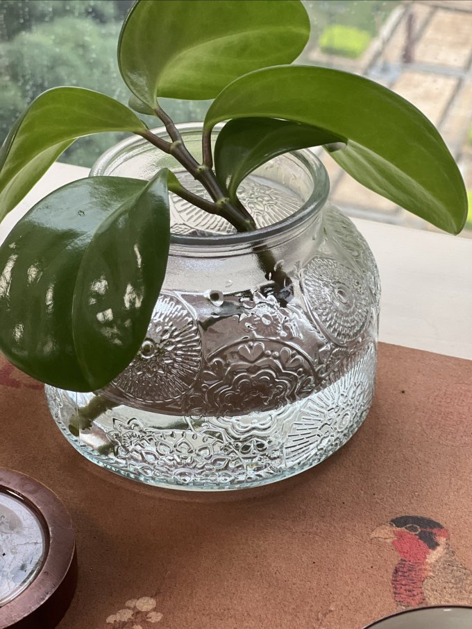 MatoMartinizo's tweet photo. Just upcycled an old glass jar into a cute hanging planter with some string and acrylic paint—cheap, quick, and perfect for my windowsill! https://t.co/wz2MvJmHTI