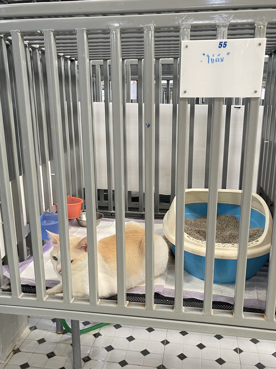 KhaoFangg's tweet photo. น้องน่ารักมาก ตอนเดินไปหาน้อง น้องทำมือนวดๆด้วยแง🥹 https://t.co/qz0VCq9EXc