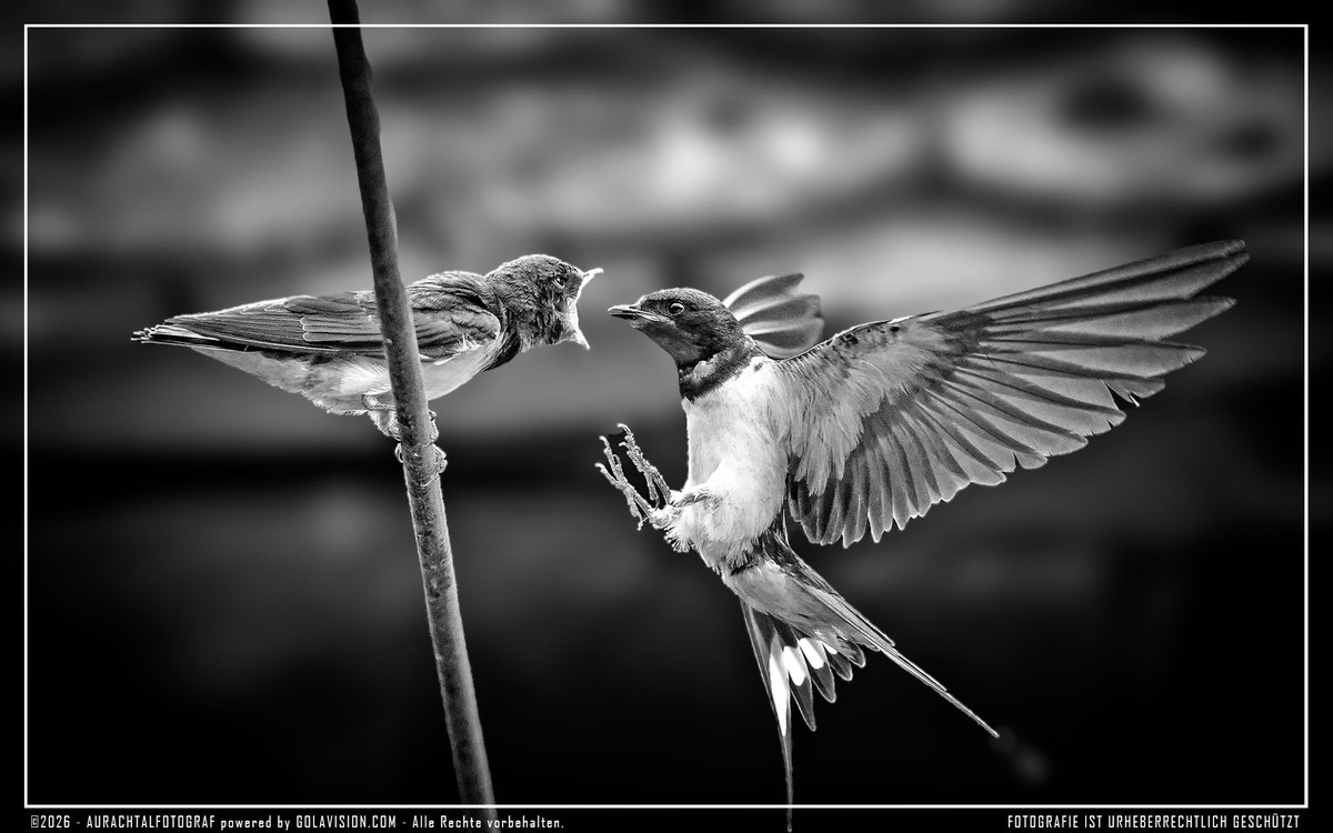 golavision's tweet photo. 📷 Rauchschwalben sind wahre Meister der Lüfte. Beide Eltern füttern die Jungvögel und bringen ihnen unermüdlich Insekten. Junge Rauchschwalben warten auf Ästen oder Leitungen und warten auf ihre Eltern, die dann im Flug ihnen die Insekten blitzschnell übergeben. #golavision https://t.co/edlrXZej9M