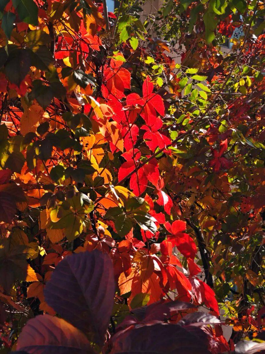 Caraia7's tweet photo. [Sunny autumn morning, coffee in hand, walking through fallen orange leaves—this is the vibe I need to kick off my weekend ]， https://t.co/ZnUXpQQsNX