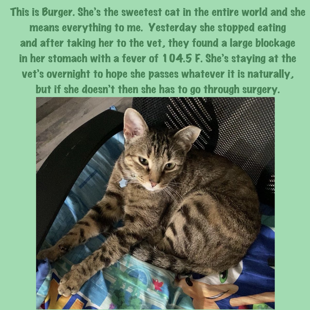 packagedpaws's tweet photo. back on this godforsaken site bc unfortunately my cat is sick and we could use any help we can get. thank you for taking the time to stop and read https://t.co/4OO8M7RE6n