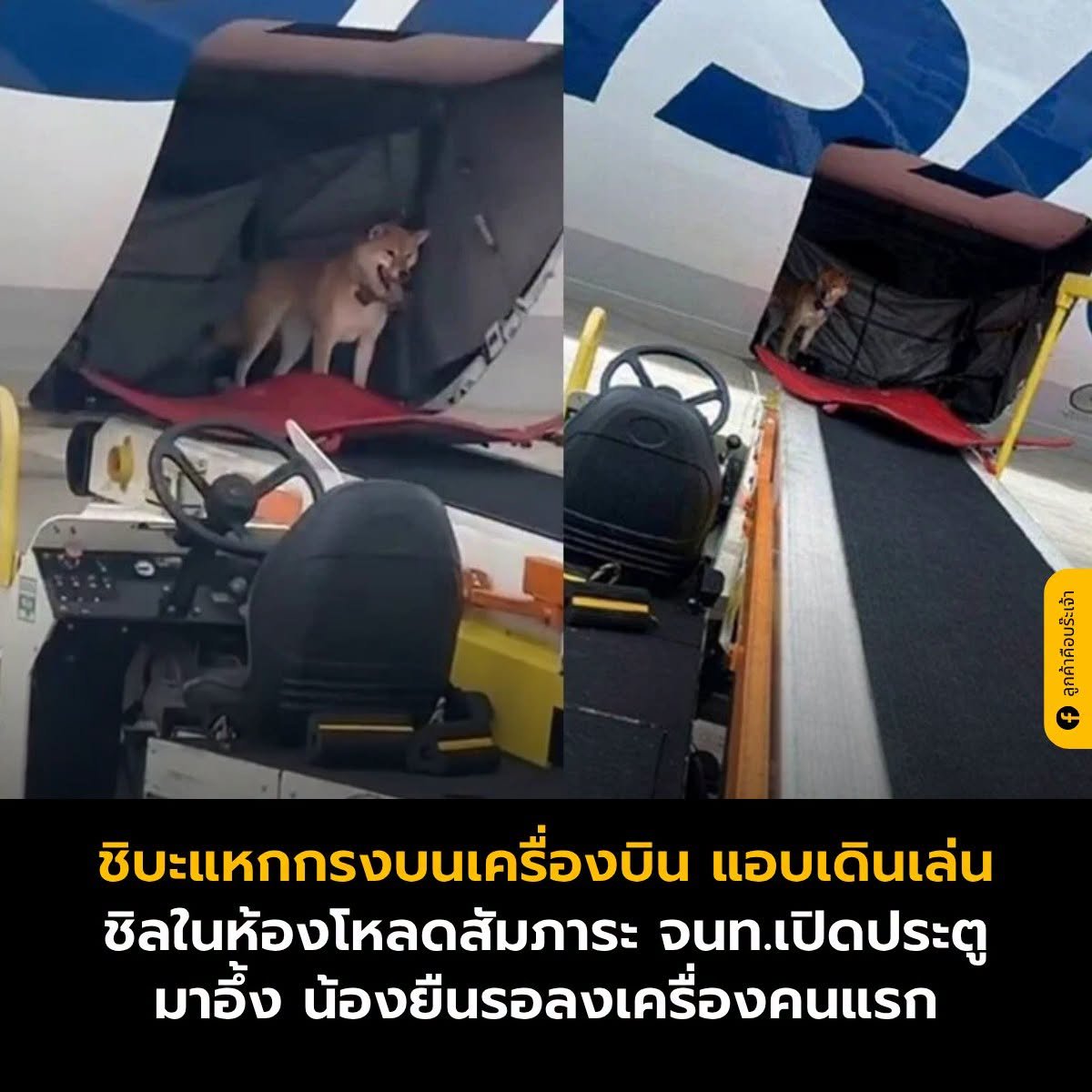 krakraxt's tweet photo. เหมือนมีคนรอปูพรมแดงให้น้องเลย 55

Cr.ลูกค้าคือบร๊ะเจ้า https://t.co/yKfl06J6LD