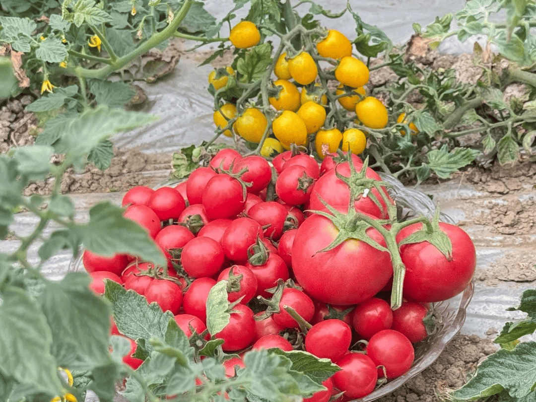 Kcarter7723's tweet photo. [This organic cherry tomato variety is a total game-changer! Sweet, juicy, and packed with flavor—no bland aftertaste at all. Perfect for salads or snacking straight from the pack.  #FreshFind #Food测评] https://t.co/VduPTOE9wt