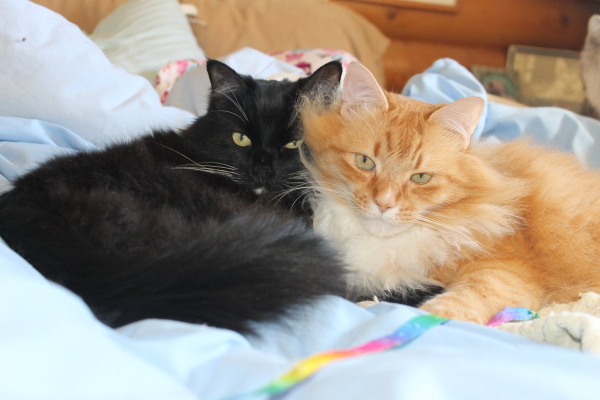 KokoMikel2's tweet photo. @feelgoodtale That was why I adopted the two inseparable brothers when I went to look for an orange cat 12 yrs ago.  Petie, the orange one left us last April and Max still calls for him. But Fifi, the lost kitten who chose me now makes him happy.  They say two cats are better than one.  🐈🐈‍⬛ https://t.co/VvJzoZ64ce