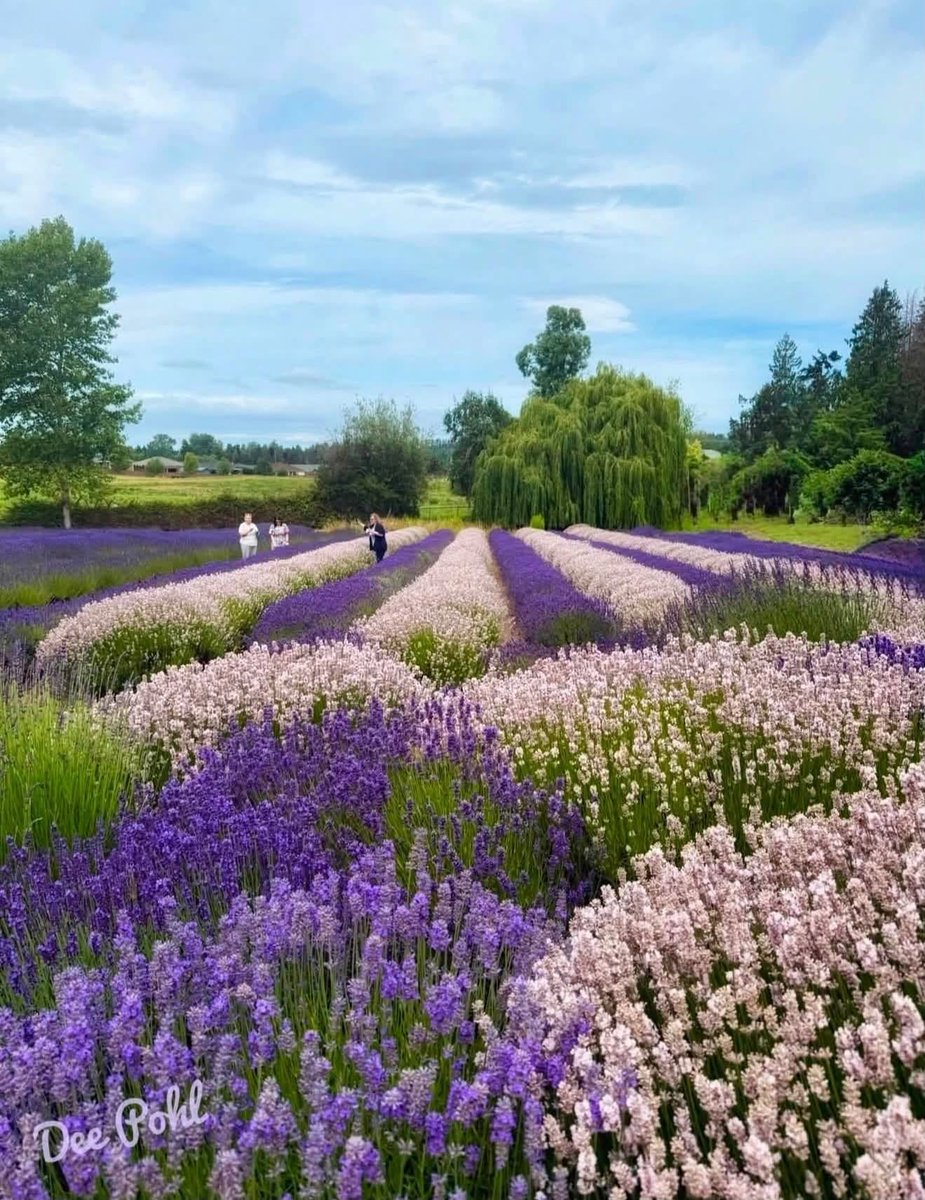 RavenWindlcqv's tweet photo. It is strange how beauty can be overwhelming. Do you prefer finding quiet in wide open spaces or tucked away in a tiny corner 🌿 https://t.co/d6CNfSGRS0