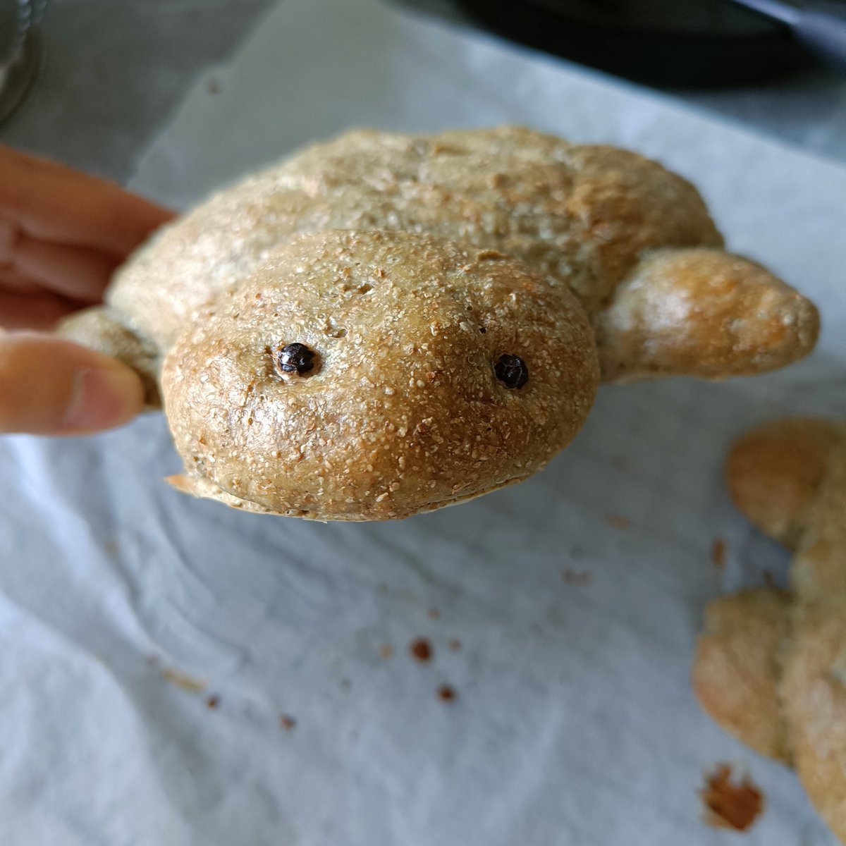 rainezest's tweet photo. They're cute but fluff went NOM!

#Guineatouille #turtlebread https://t.co/9ECYPnS2Q8