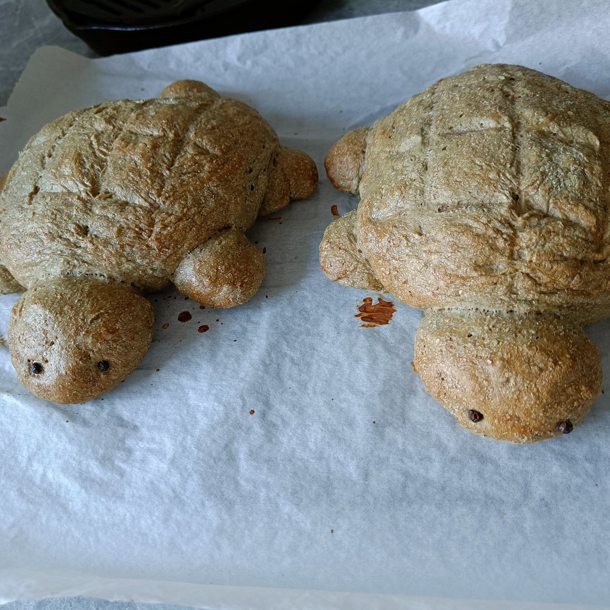 rainezest's tweet photo. They're cute but fluff went NOM!

#Guineatouille #turtlebread https://t.co/9ECYPnS2Q8