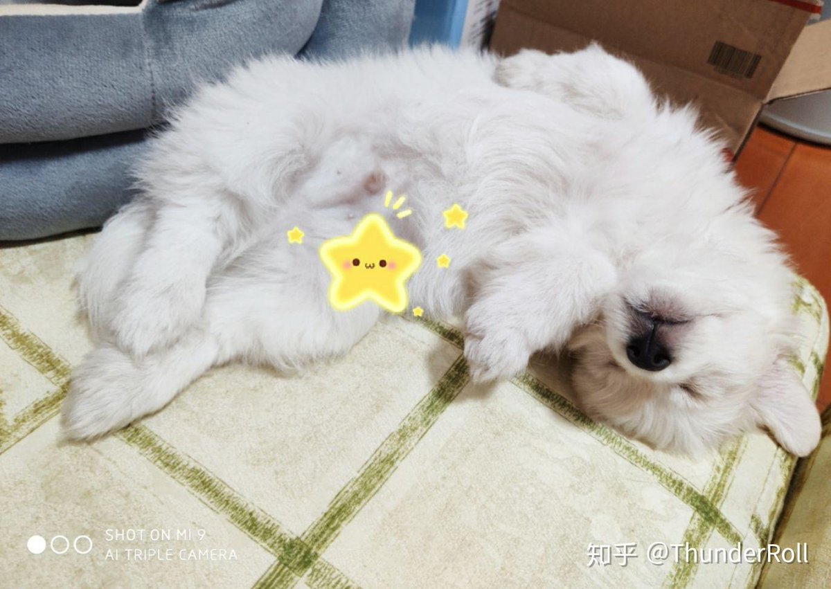 DavidHoeloe's tweet photo. [Puppy update: 1 month to 1 year, from wobbly tiny ball to zooming fur baby! Watch how quickly they grow ]， https://t.co/kkCChQspTW