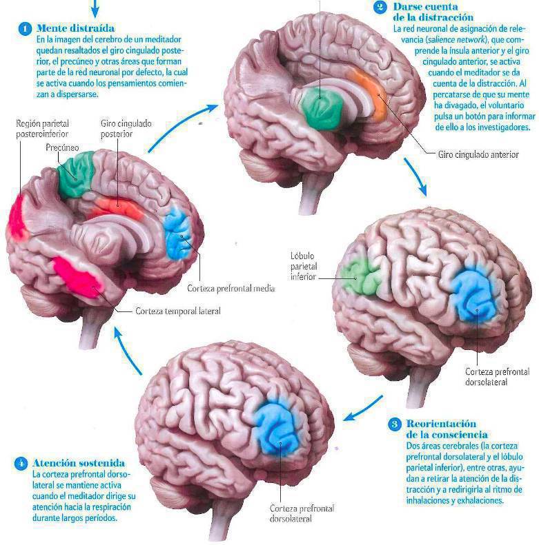virginiog's tweet photo. El cerebro no es una máquina que procesa racionalmente sino que decide en base a emociones aprendidas y necesita emocionarse para aprender

El aprendizaje requiere motivación y autocontrol para poder activar los procesos de atención que pueden entrenarse y se puede dirigir https://t.co/uhNbHGpb7W