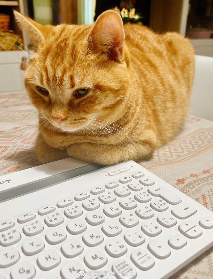 Jim10616569417's tweet photo. Mid-afternoon slump = my desk cat + 10min of "productivity scrolling" ， https://t.co/XrPEazdlnD