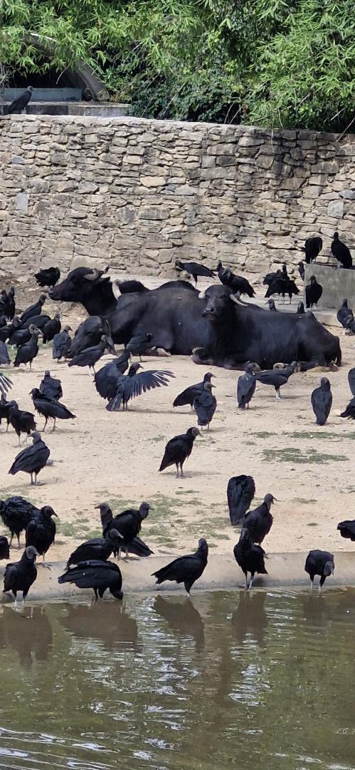escovargabriela's tweet photo. No es un balneario, es el zoológico de Caricuao. Un seguidor me manda estas fotos mostrando cómo está la superpoblación de zamuros en el lugar. Igual que en el Parque del Este. 

El problema es causado por el mal manejo de la basura en la ciudad. Problema de salud pública. https://t.co/hKKhESTE9x