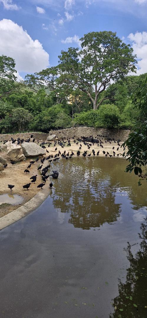escovargabriela's tweet photo. No es un balneario, es el zoológico de Caricuao. Un seguidor me manda estas fotos mostrando cómo está la superpoblación de zamuros en el lugar. Igual que en el Parque del Este. 

El problema es causado por el mal manejo de la basura en la ciudad. Problema de salud pública. https://t.co/hKKhESTE9x