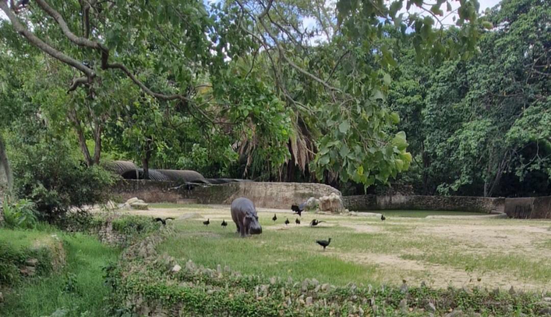 escovargabriela's tweet photo. No es un balneario, es el zoológico de Caricuao. Un seguidor me manda estas fotos mostrando cómo está la superpoblación de zamuros en el lugar. Igual que en el Parque del Este. 

El problema es causado por el mal manejo de la basura en la ciudad. Problema de salud pública. https://t.co/hKKhESTE9x