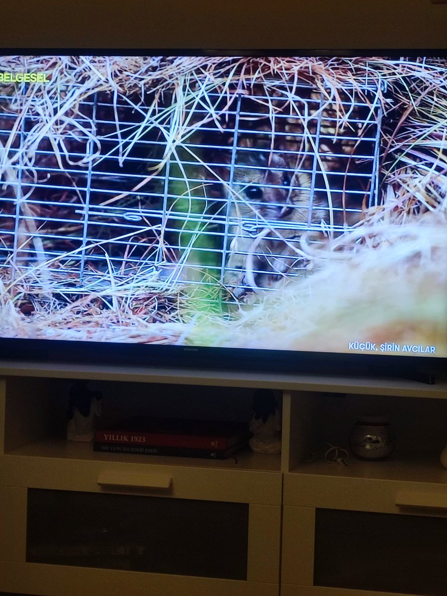 caymen's tweet photo. Kırk yılın başında TV'den belgesel açtım(genelde YouTube izleriz evde), tam o sırada x'te bu gönderi karşıma çıktı. Simülasyon yine error veriyor, ailecek güncelleme bekliyoruz... https://t.co/iydS0lfpJB