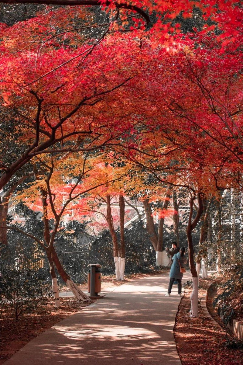 Raphael_M23's tweet photo. [Autumn air is crisp, the sky’s a clear blue, and fallen maple leaves crunch under every step—perfect weekend vibes! ]， https://t.co/alE5vPwk4T
