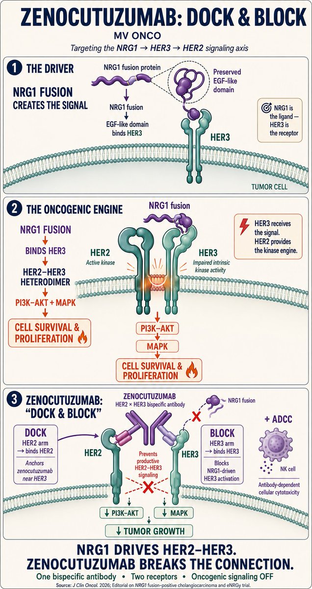 ChandrakanthMv's tweet photo. NRG1 fusion creates the signal. HER3 receives it. HER2 powers it. 🔥

Zenocutuzumab uses a clever “Dock & Block” strategy:
DOCK on HER2 → BLOCK NRG1–HER3 → switch OFF PI3K–AKT/MAPK signaling.

One bispecific antibody. Two receptors. One oncogenic connection broken.

#Zenocutuzumab #NRG1 #PrecisionOncology #BispecificAntibody #MVONCO