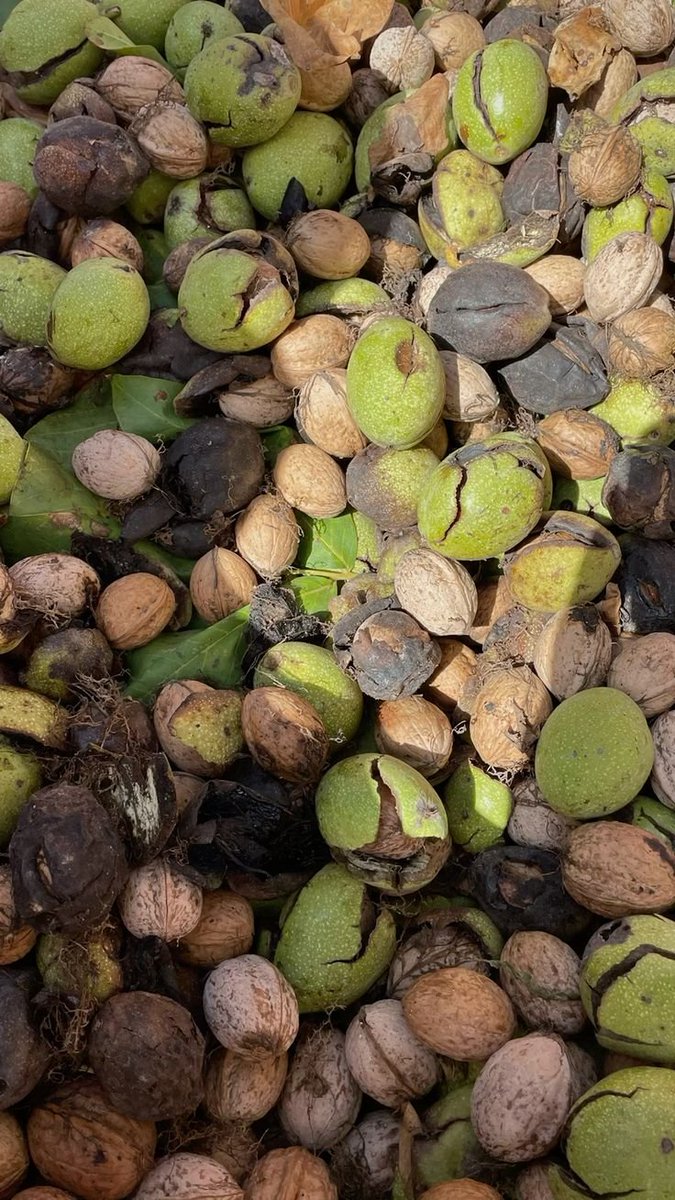 Mind_Pulse_X's tweet photo. People keep guessing, but no one gets it right. Do you know what this is? https://t.co/AF5TIpDxrG