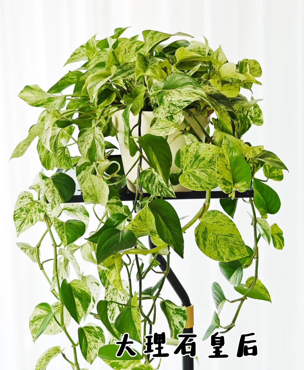 Tryphon9's tweet photo. Pro tip for your pothos! Rotate it weekly so all sides get sunlight – that way it grows full and bushy, not lopsided. #PlantCare #Houseplants  ， https://t.co/PdgU6V4rVb
