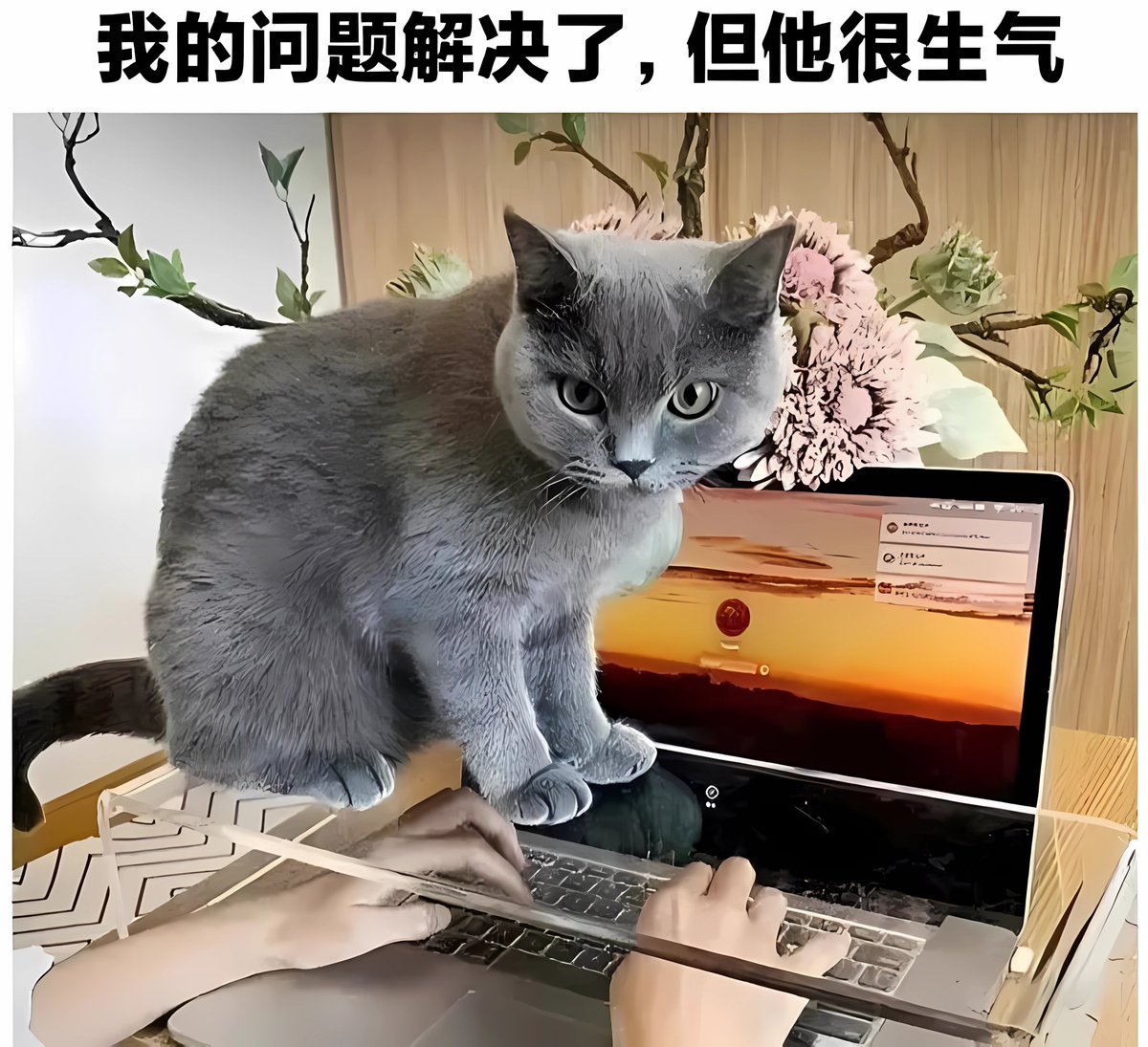 Anthony29013080's tweet photo. Just accidentally replied "Whoops, sorry I mean my cat" instead of "my typo" to my work group chat  Turns out 3 teammates have sent pics of their cats to the group this week already https://t.co/aUkyQ5EOzJ
