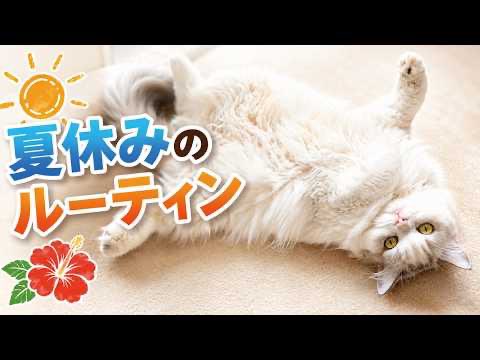 tsukushiuni's tweet photo. 夏休みのだらしない猫たちのルーティンがこちら　　より

https://t.co/Lf7aI5K7lg

#ニャンチューバーつくし
#関西弁でしゃべる猫
#つくし https://t.co/MddfrFxPh5