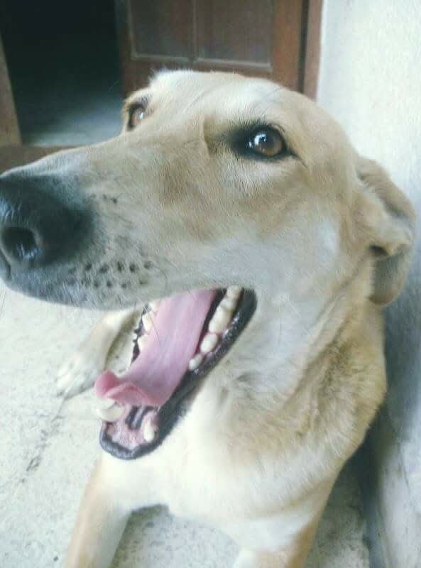 anuradhakurup's tweet photo. #Joy in one 
#photograph 
#rescuedogs #dog https://t.co/9q3M3HIsGl