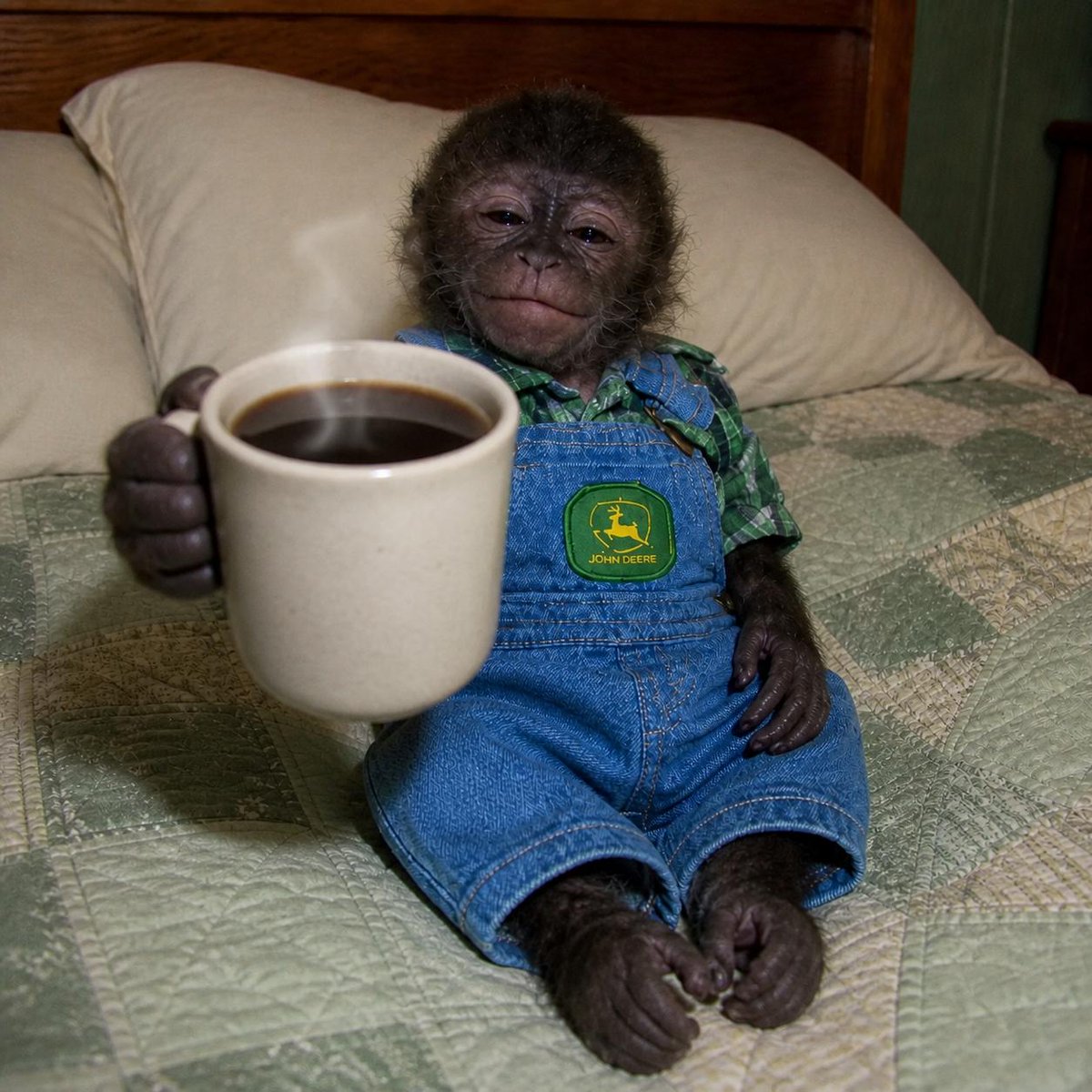 SmallMonkeycoin's tweet photo. good morning! 
this cup is only 1 inch big btw https://t.co/mlfiJVnRRx