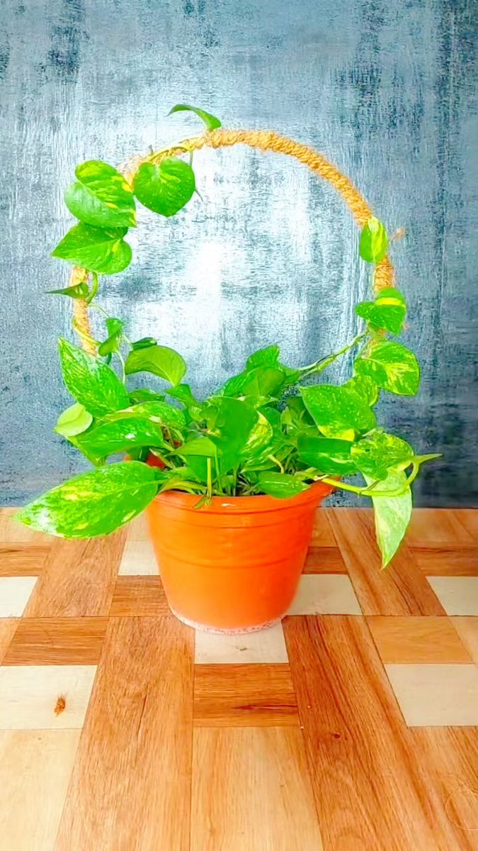 aldopemdp's tweet photo. My first handmade macramé plant hanger! Took 2 hours of knotting, but now my pothos finally has a stylish new spot by the window ， https://t.co/Ow8pTU21J5