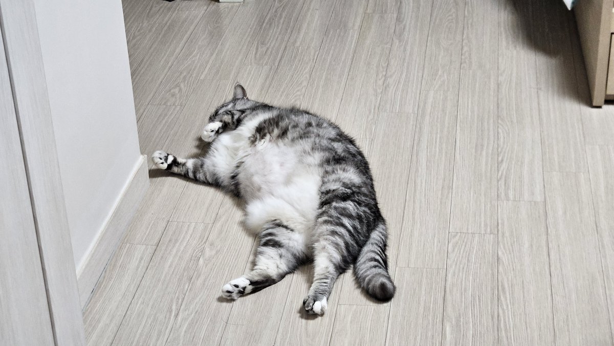 Gangs_of_HaAn's tweet photo. 나는 방만고양이 https://t.co/GJ7tYfJHoa