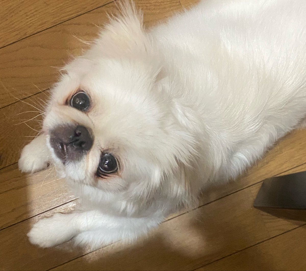 pekinobis's tweet photo. 人間の食べ物を狙っている犬 https://t.co/wZwrTJKWwc