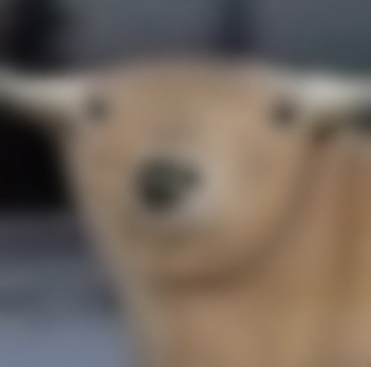 solana_bul's tweet photo. someone said the more blurry the better..

bul ish https://t.co/9VDVyyrdRg