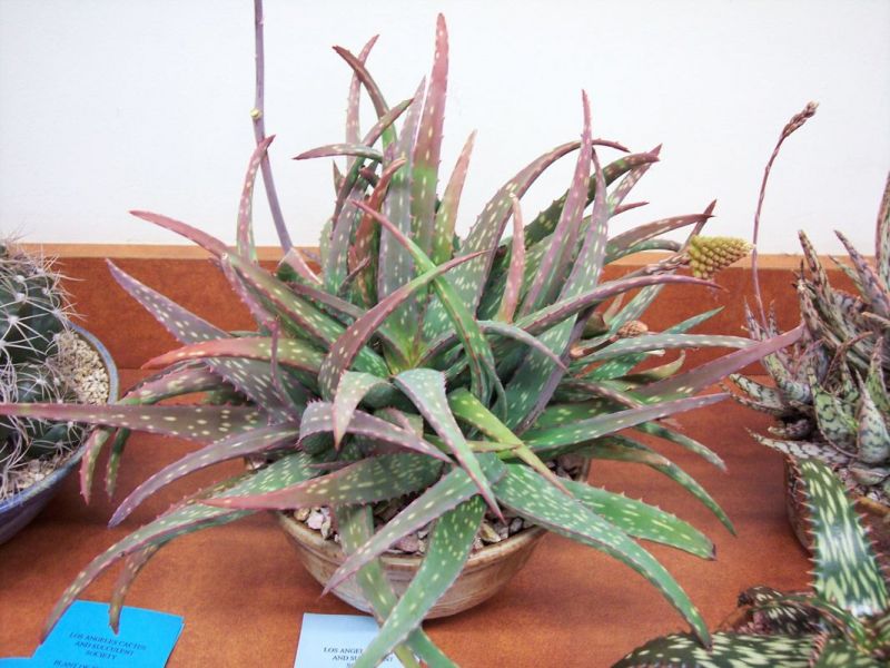 Ahmed2exp's tweet photo. نباتات السودان:
أول وحدة Aloe sinkatana و دي بت عم الألو فيرا المشهورة الاتنين من نفس العيلة لكن ما عارف اذا الجل بتاعا ده بستعملو زي الالو فيرا عشان ماف زول يقول انا قلت كده هوي، المهم هدي ليها
ظاهر من اسمها سنكات صاح يلا بتقوم في سنكات المهم شمال شرق السودان كده https://t.co/3fXWO7E63z
