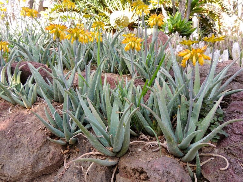 Ahmed2exp's tweet photo. نباتات السودان:
أول وحدة Aloe sinkatana و دي بت عم الألو فيرا المشهورة الاتنين من نفس العيلة لكن ما عارف اذا الجل بتاعا ده بستعملو زي الالو فيرا عشان ماف زول يقول انا قلت كده هوي، المهم هدي ليها
ظاهر من اسمها سنكات صاح يلا بتقوم في سنكات المهم شمال شرق السودان كده https://t.co/3fXWO7E63z